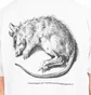 Powers Supply Vermin SS Tee (Weiß)